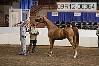 09r12-00364 thumbnail