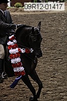 09r12-01417 thumbnail