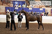 09r12-03518 thumbnail
