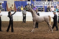 09r12-06152 thumbnail