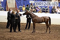 09r12-06163 thumbnail