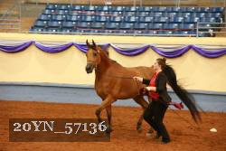 20YN_57136 thumbnail