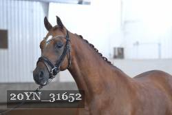 20YN_31652 thumbnail