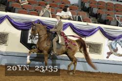 20YN_23135 thumbnail