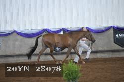 20YN_28078 thumbnail