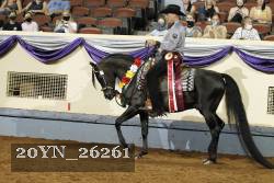 20YN_26261 thumbnail