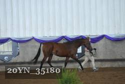 20YN_35180 thumbnail