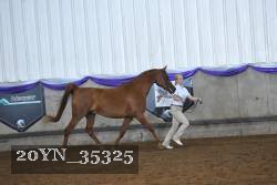 20YN_35325 thumbnail