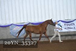 20YN_35327 thumbnail