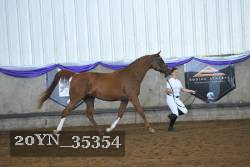 20YN_35354 thumbnail