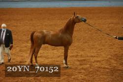 20YN_70152 thumbnail