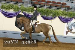 20YN_43628 thumbnail