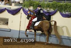 20YN_41306 thumbnail