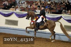 20YN_41316 thumbnail