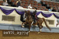 20YN_23774 thumbnail
