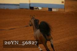 20YN_56827 thumbnail