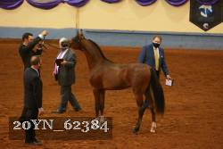 20YN_62384 thumbnail