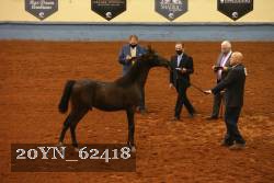 20YN_62418 thumbnail