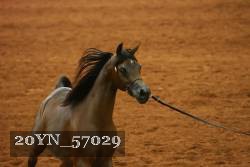 20YN_57029 thumbnail
