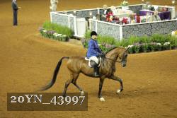 20YN_43997 thumbnail