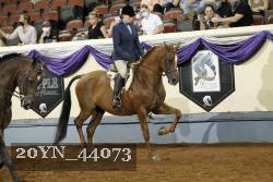 20YN_44073 thumbnail