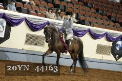 20YN_44163 thumbnail