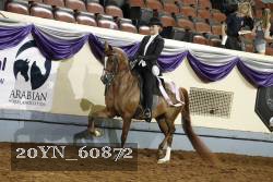 20YN_60872 thumbnail