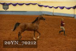 20YN_70212 thumbnail