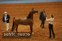 20YN_70270 thumbnail