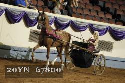 20YN_67800 thumbnail