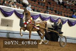 20YN_67826 thumbnail