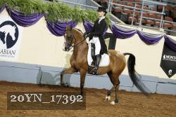20YN_17392 thumbnail