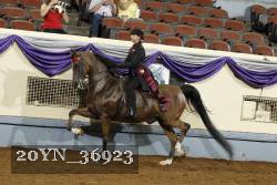 20YN_36923 thumbnail