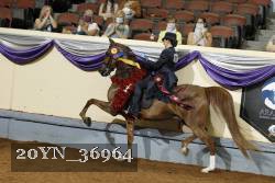 20YN_36964 thumbnail