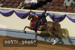 20YN_36967 thumbnail