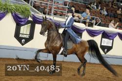 20YN_40485 thumbnail