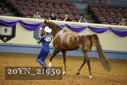 20YN_21959 thumbnail