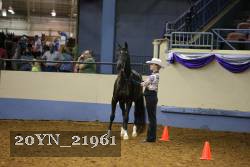 20YN_21961 thumbnail