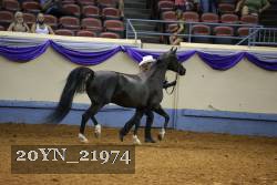 20YN_21974 thumbnail