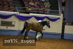 20YN_21992 thumbnail