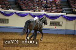 20YN_22005 thumbnail