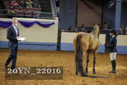 20YN_22016 thumbnail