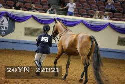 20YN_22021 thumbnail