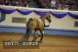 20YN_22022 thumbnail