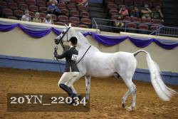 20YN_22034 thumbnail