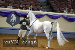 20YN_22036 thumbnail
