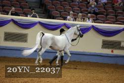 20YN_22037 thumbnail