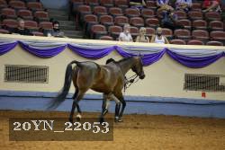 20YN_22053 thumbnail