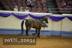 20YN_22054 thumbnail
