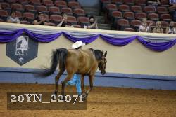 20YN_22071 thumbnail